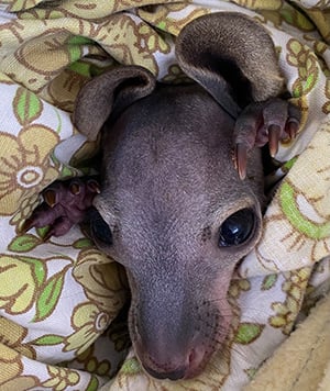 min-wallaroo-joey-in-care-web1683350390416-1683350400716