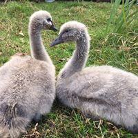 swan-cygnets-6-weeks-old-16274002452491684043789171-1684043790328