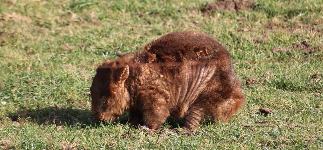 wombat-mange-11717043614749-1717043617425 wombat-mange-11717043614749-1717043617425