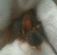 wren-ressized-16275312575411684745744699-1684745746490