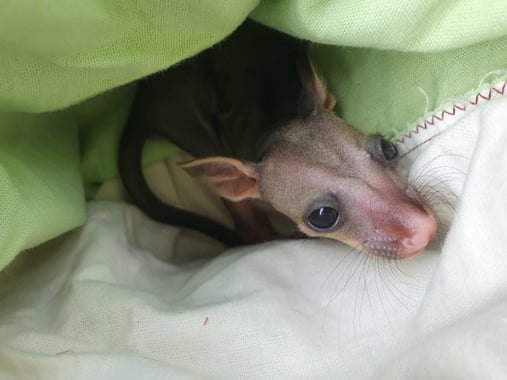 Brushtail possum Joey1 Brushtail possum Joey1