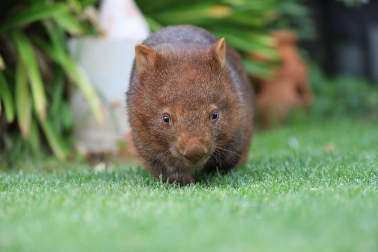 Lisa Lisa Edmonds-Wombat joey orphaned roadaccident