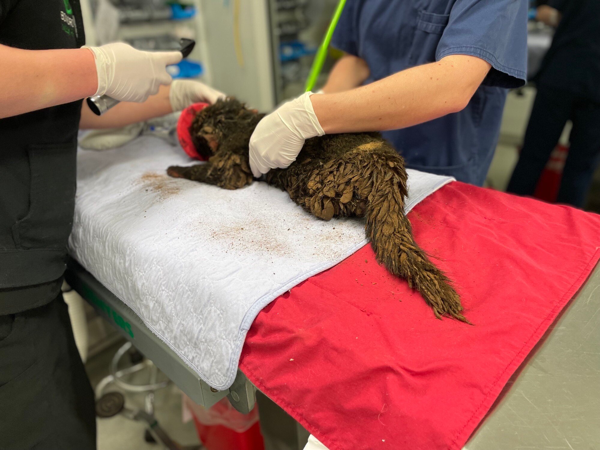 Tasmanian Devil rescue 1