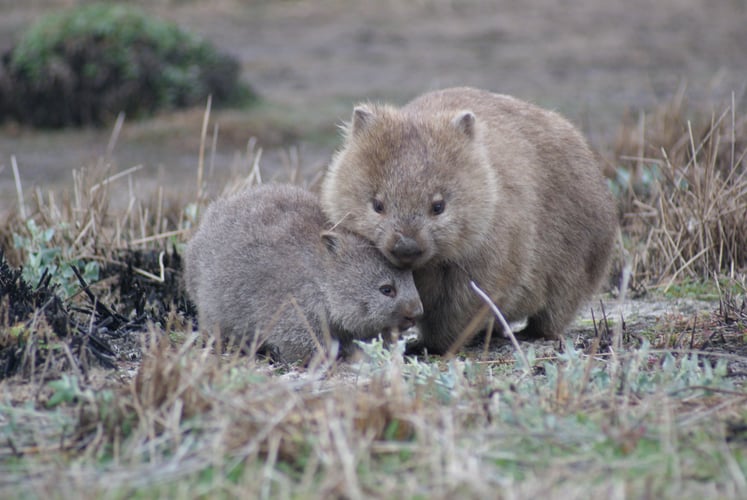 WOMBAT-2-UTAS_ Snr_Lecturer-Dr_Scott_Carver