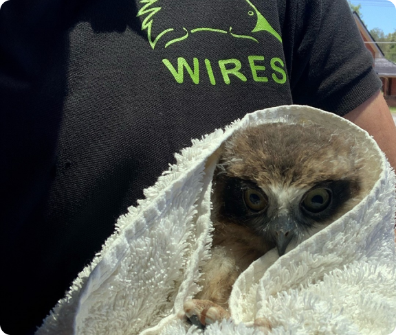 Wildlife Rescue Office Wildlife Rescue Office