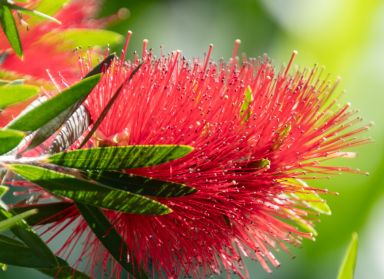 Council Planting Projects