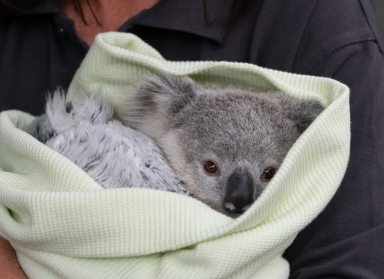 Koala Rescue and Transport