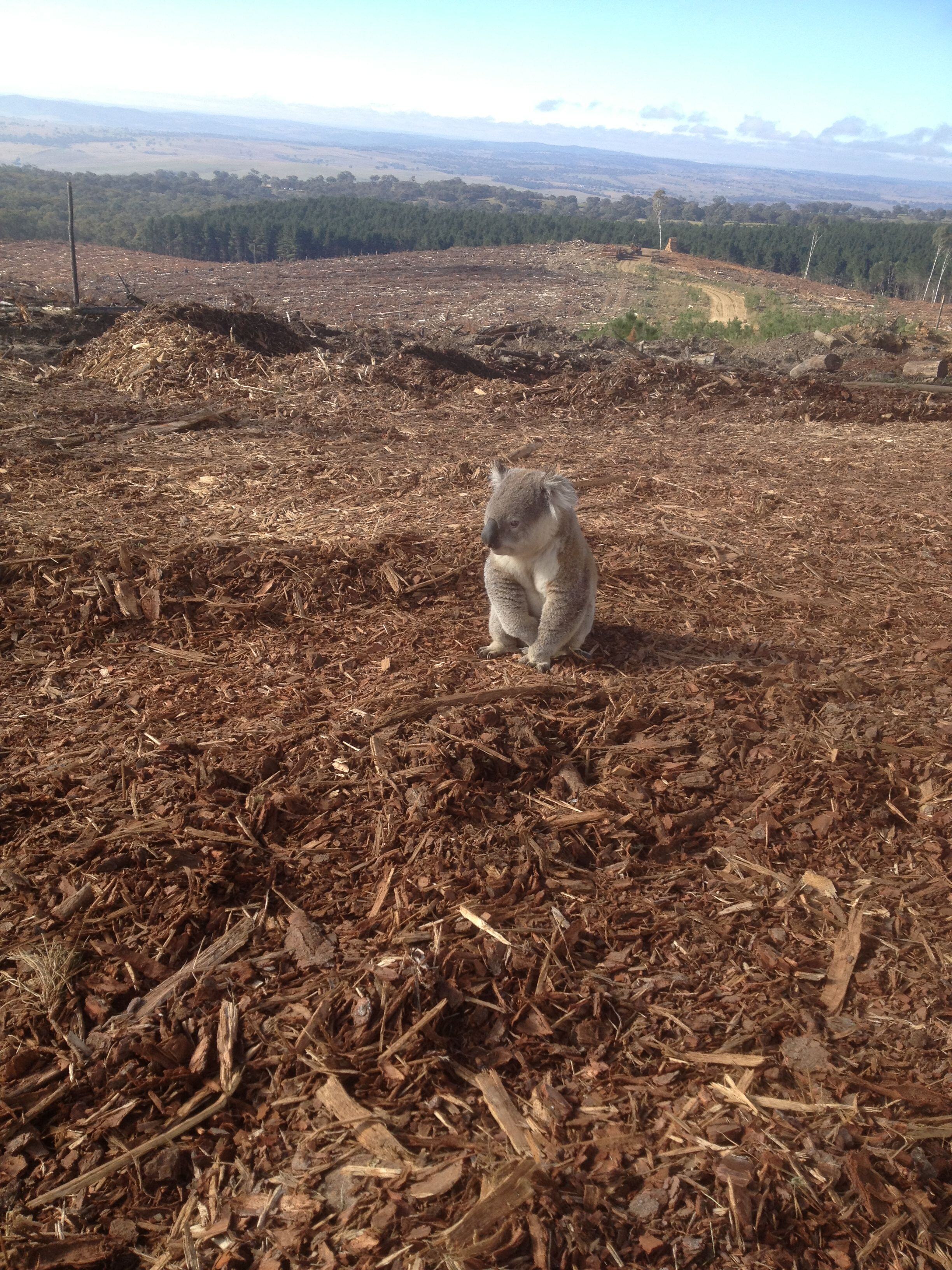 Koala Kings Plains (3)