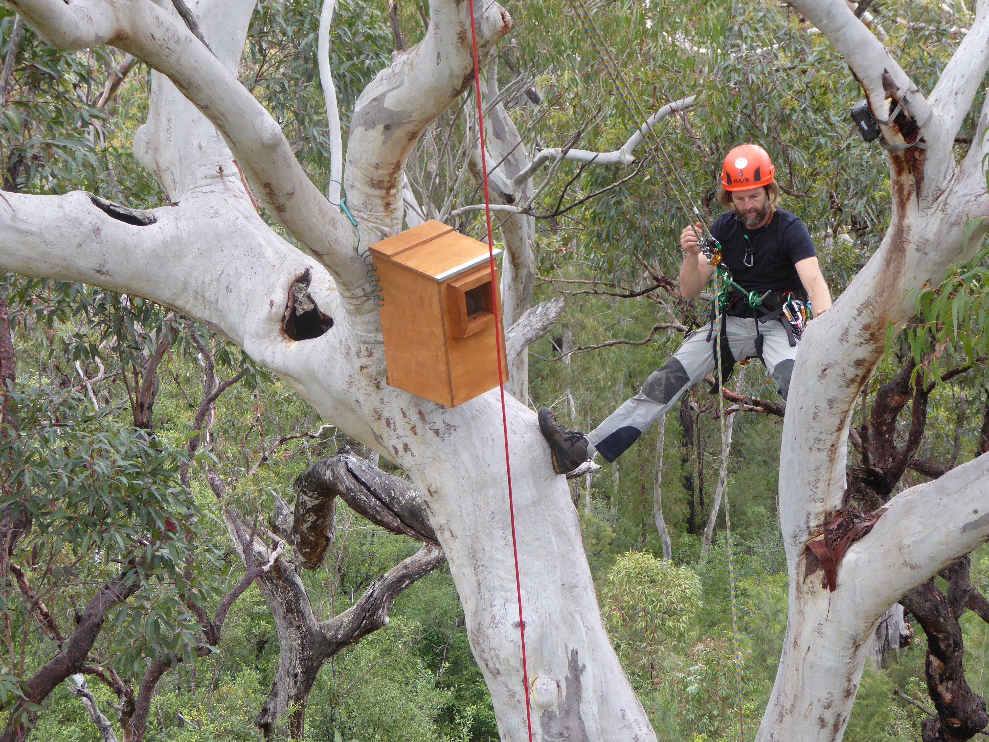 Nesting box being installed in tree