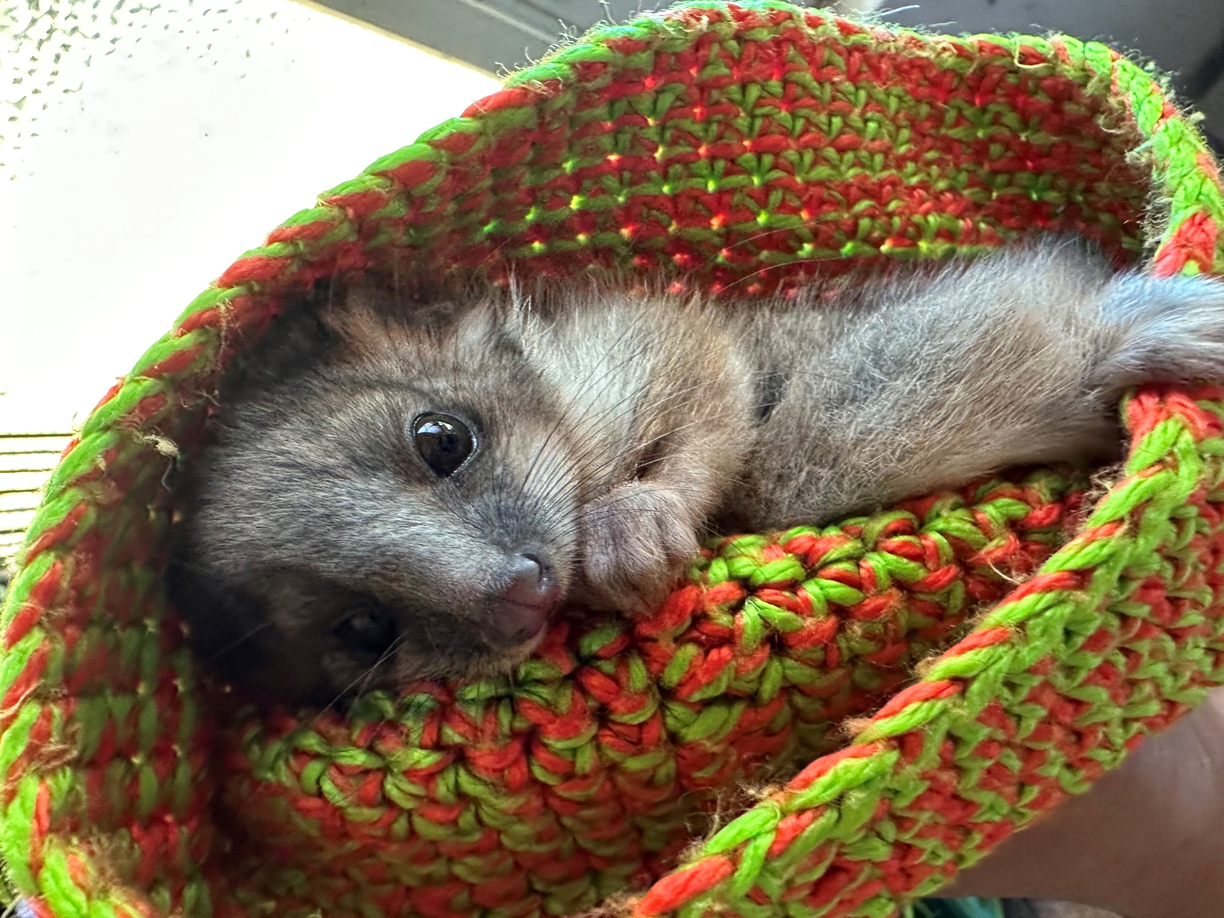 Possum in pouch for Branches page