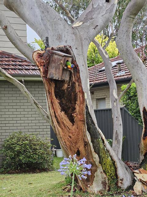 lorikeet nest box in tree