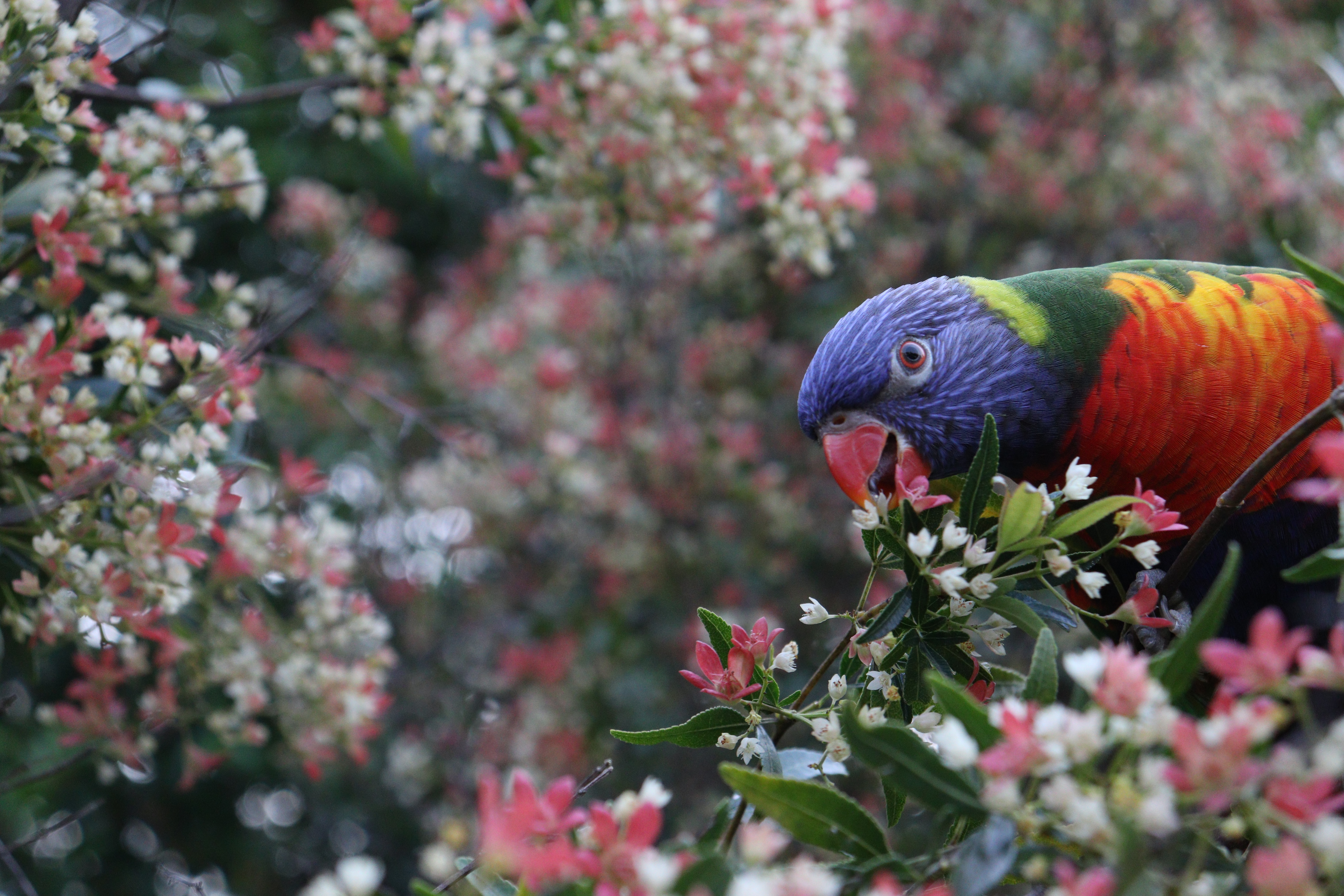 Rainbow lorikeet IMG_4841 (1)
