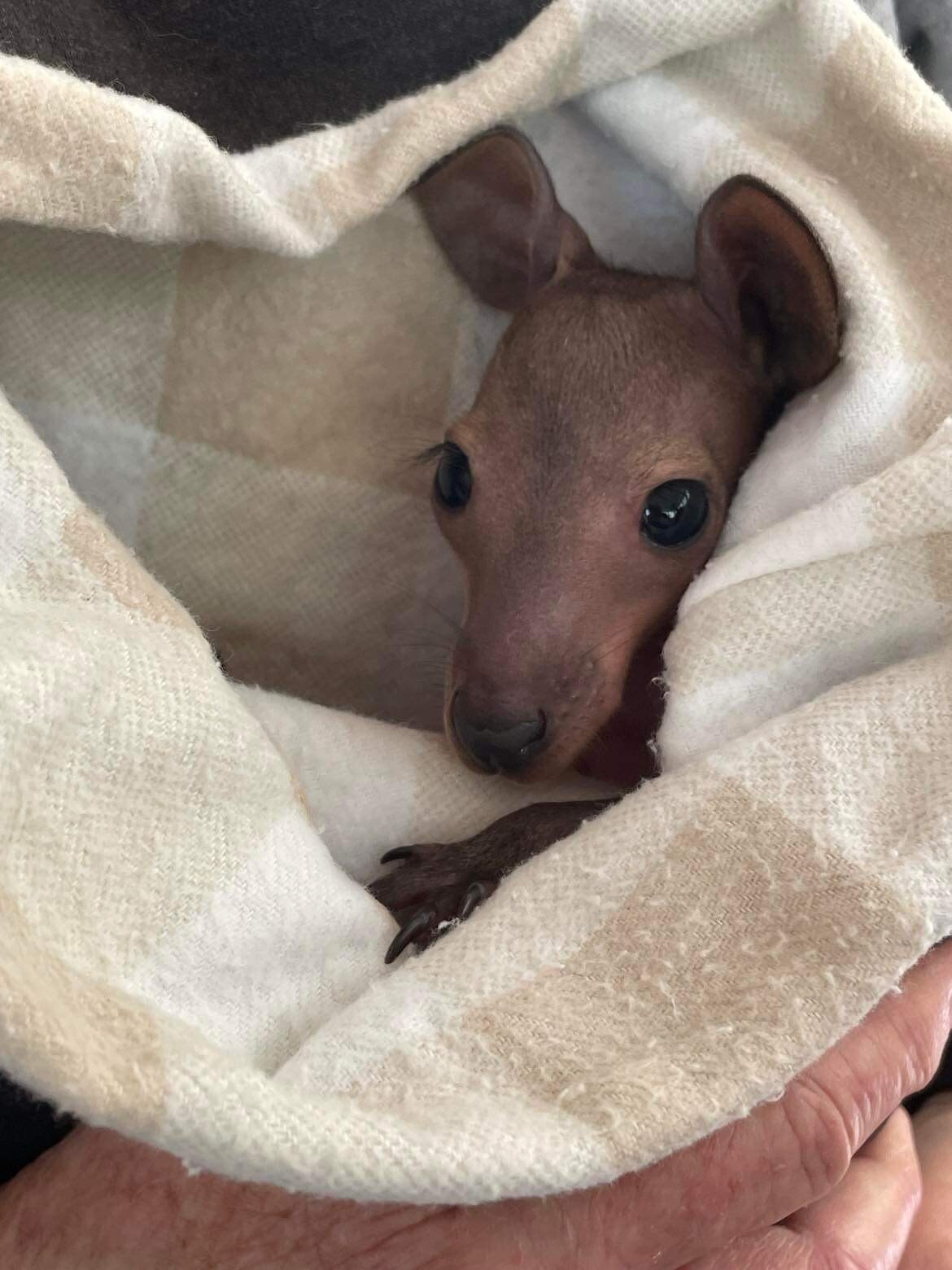 Red neck Wallaby Joey