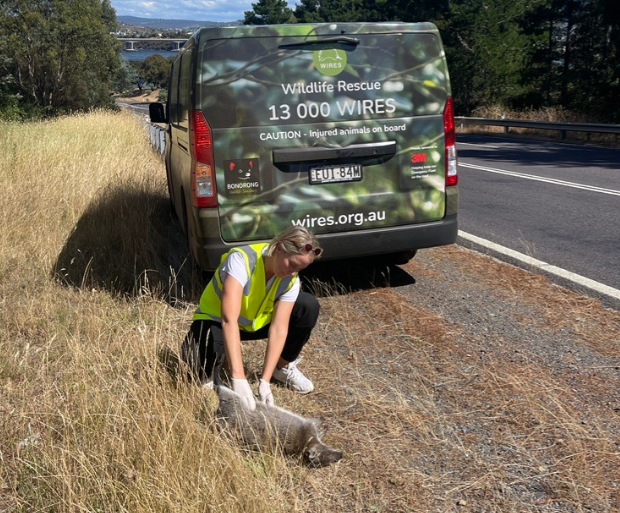 Wallaby on roads side