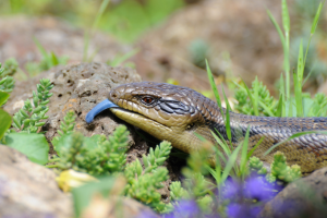 Wildlife Friendly Gardens-2