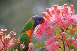 Wildlife and Pesticides-2