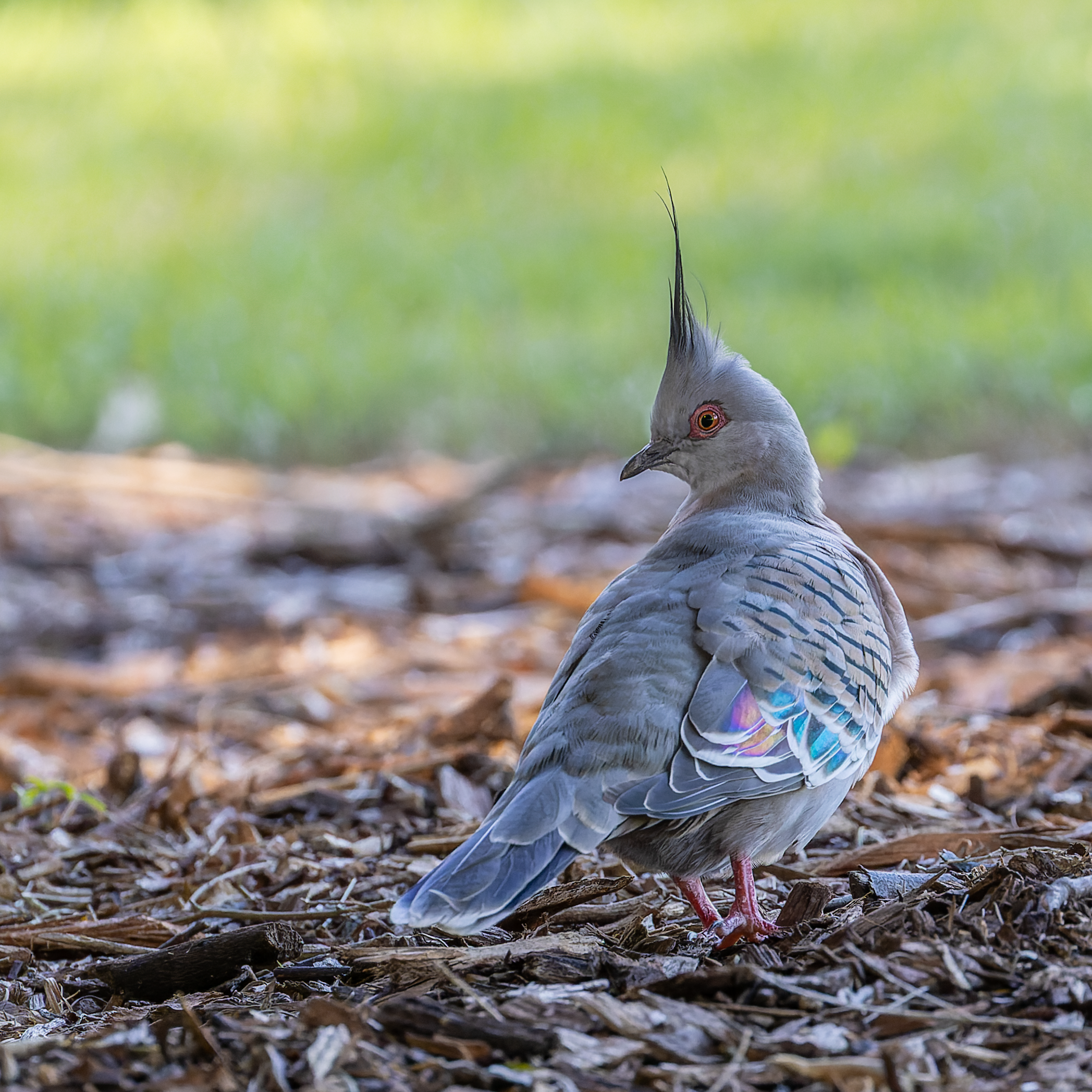crested pigeon