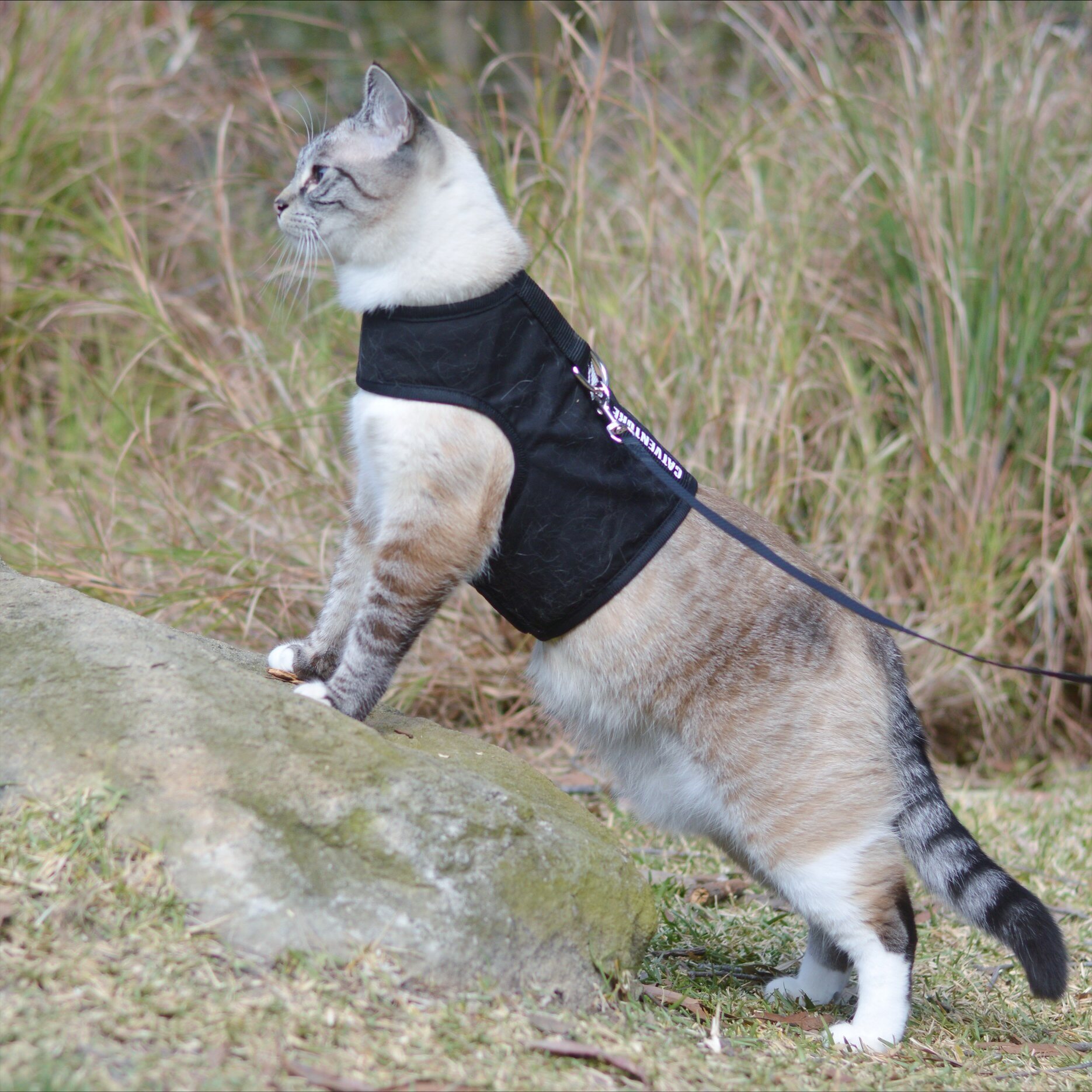 Cat harness