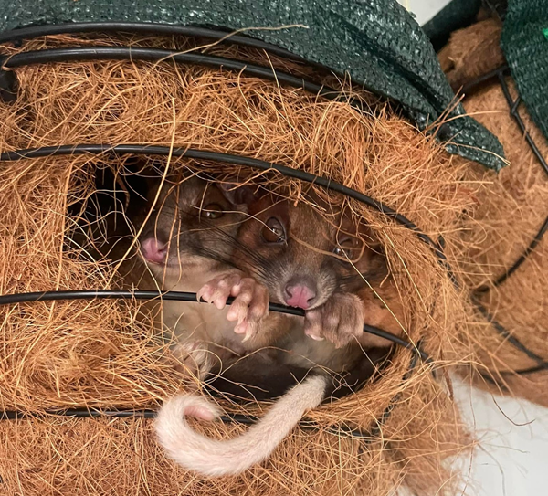 possum drey